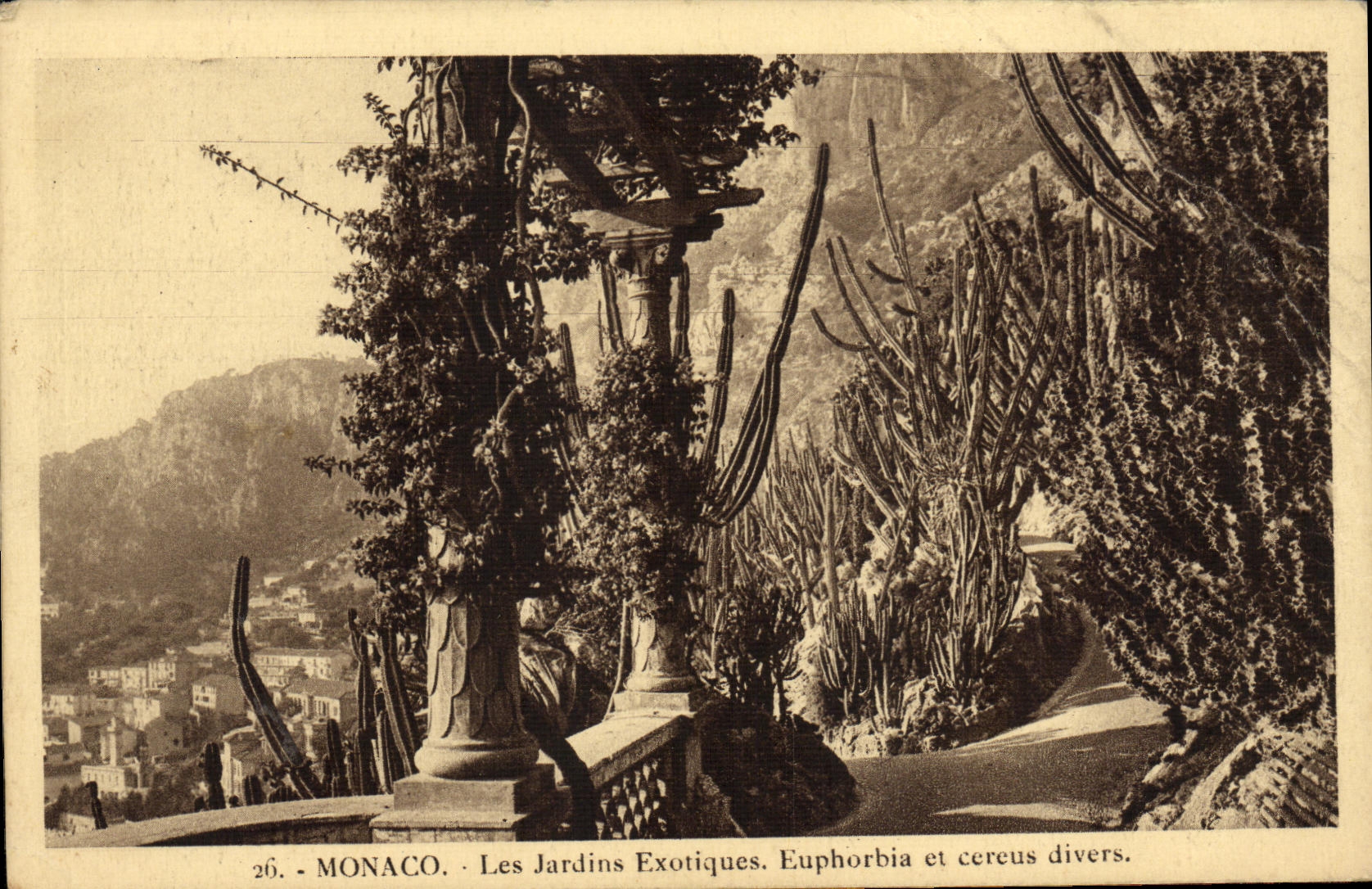 CPA Monaco Les Jardins Exotiques Euphorbia et Cereus divers