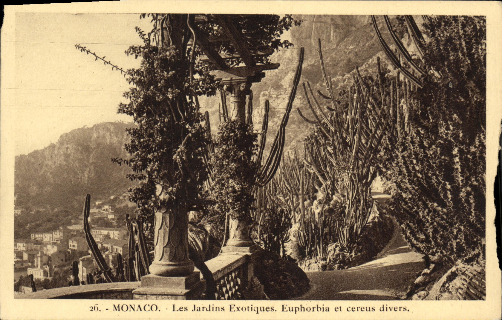 CPA Monaco Les jardins exotiques Euphorbia et cereus divers