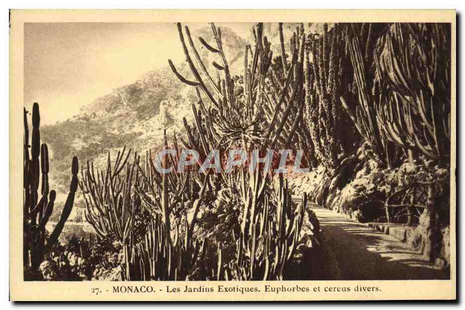 CPA Monaco Les Jardins Exotiques Euphorbes et Cereus Divers