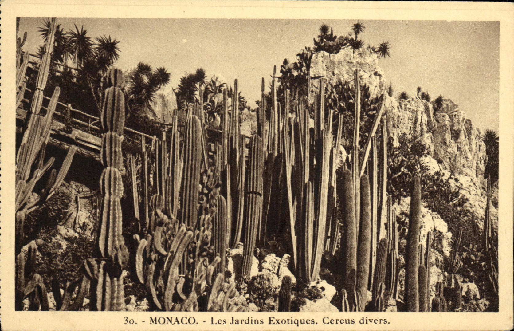 CPA Monaco Les Jardins Exotiques Cereus divers
