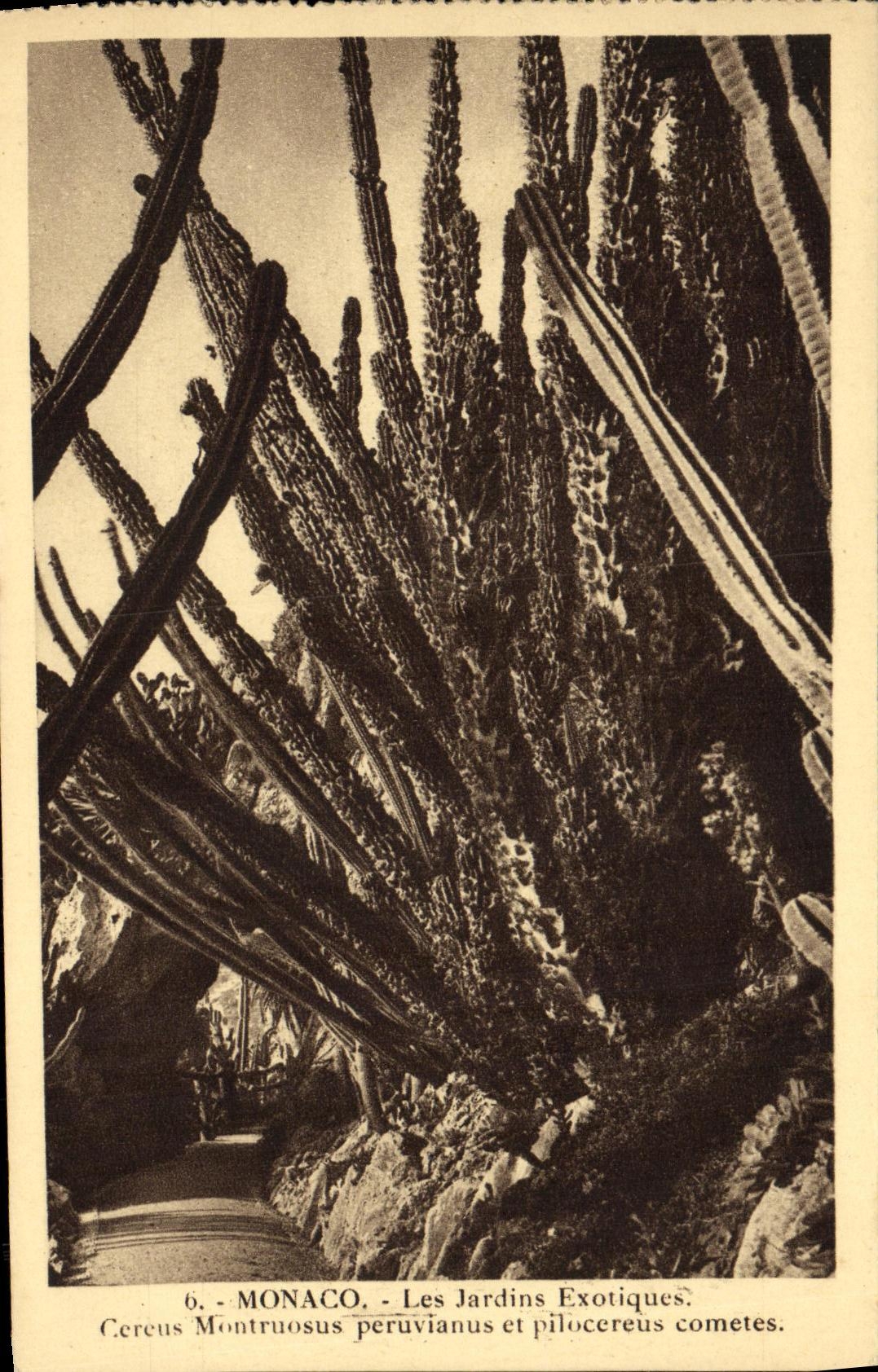 CPA Monaco Les Jardins Exotiques Cereus Montruosus peruvianus et pilocereus cometes