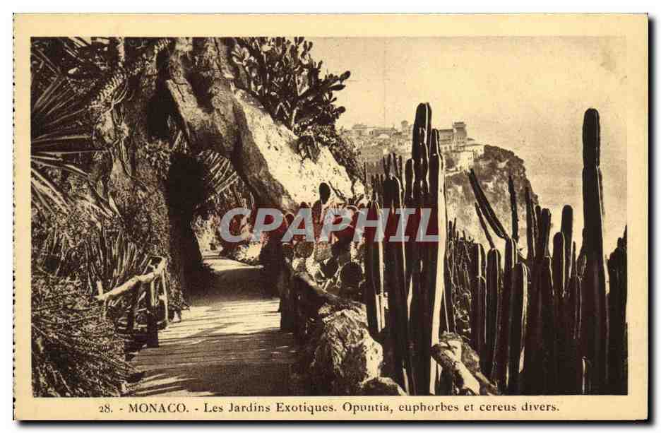 CPA Monaco Les Jardins Exotiques Opunita Euphorbes Cereus