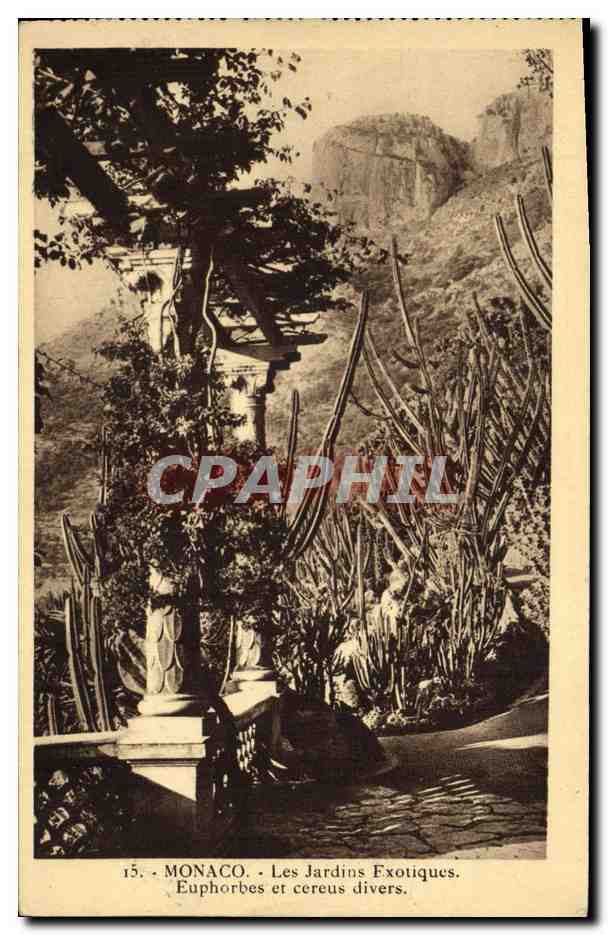 CPA Monaco Les Jardins Exotiques Euphorbes et Cereus divers