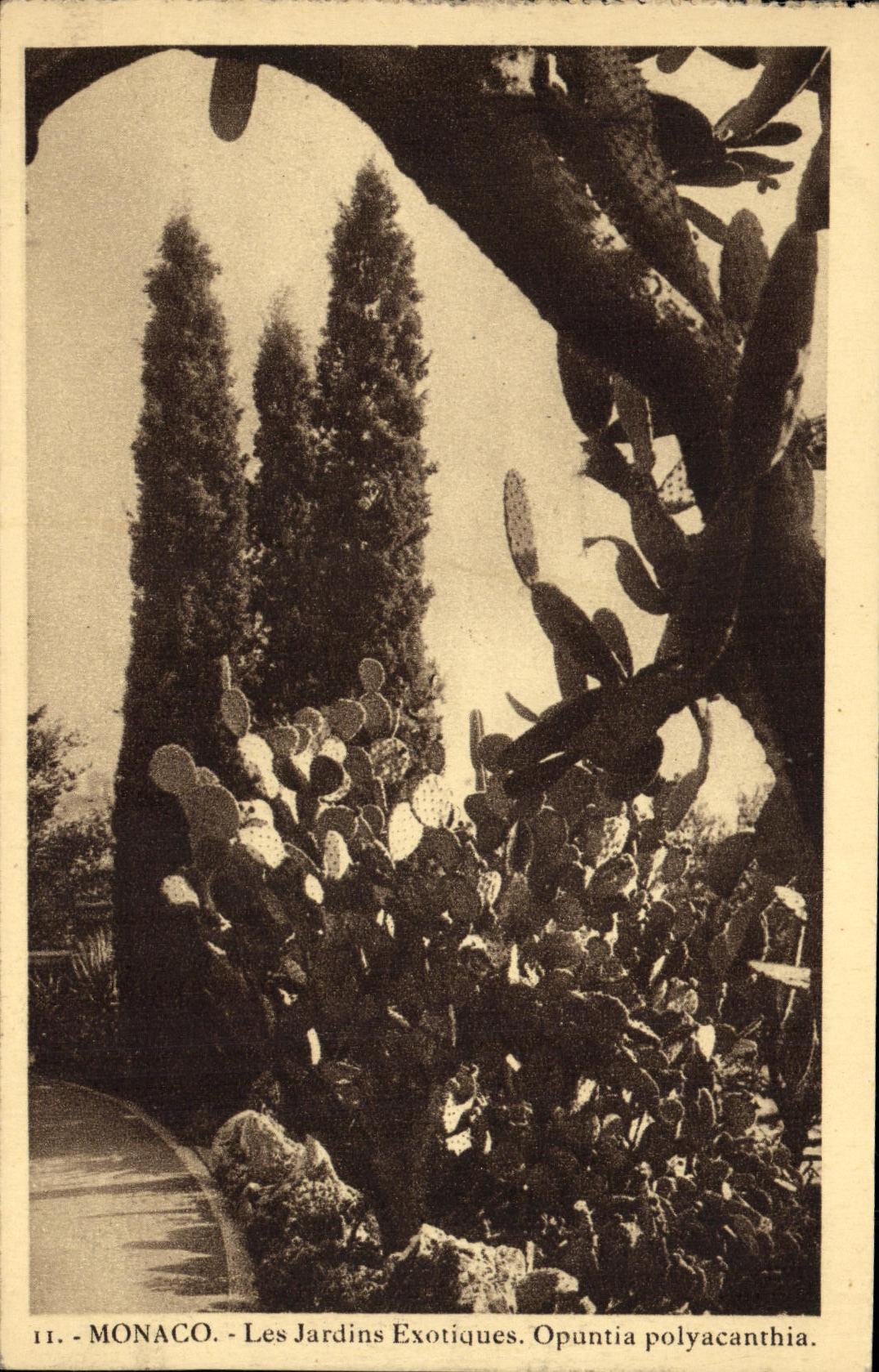 CPA Monaco Les Jardins Exotiques Opuntia polyacanthai