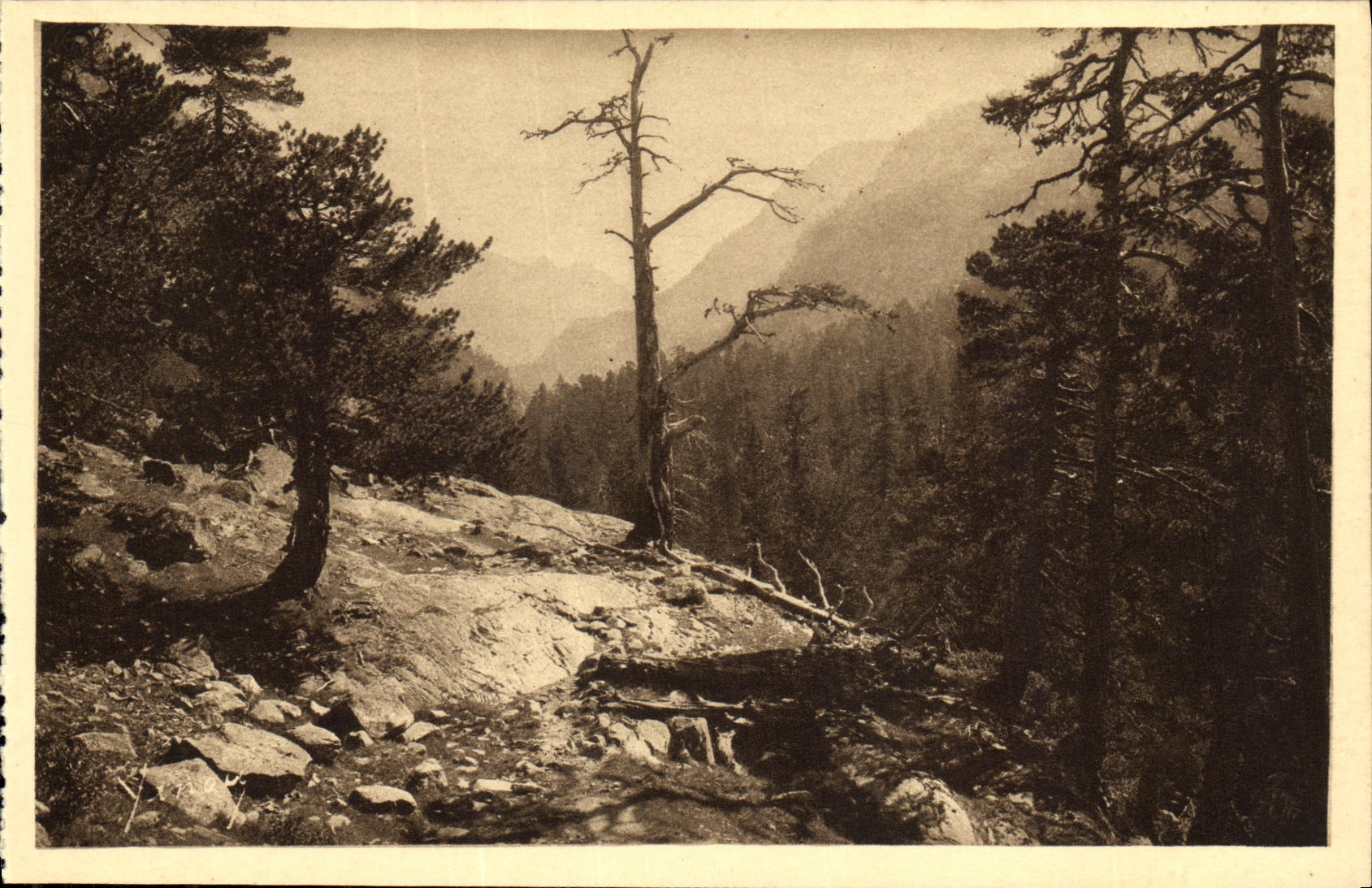 CPA Cauterets Vallee du Mercadau