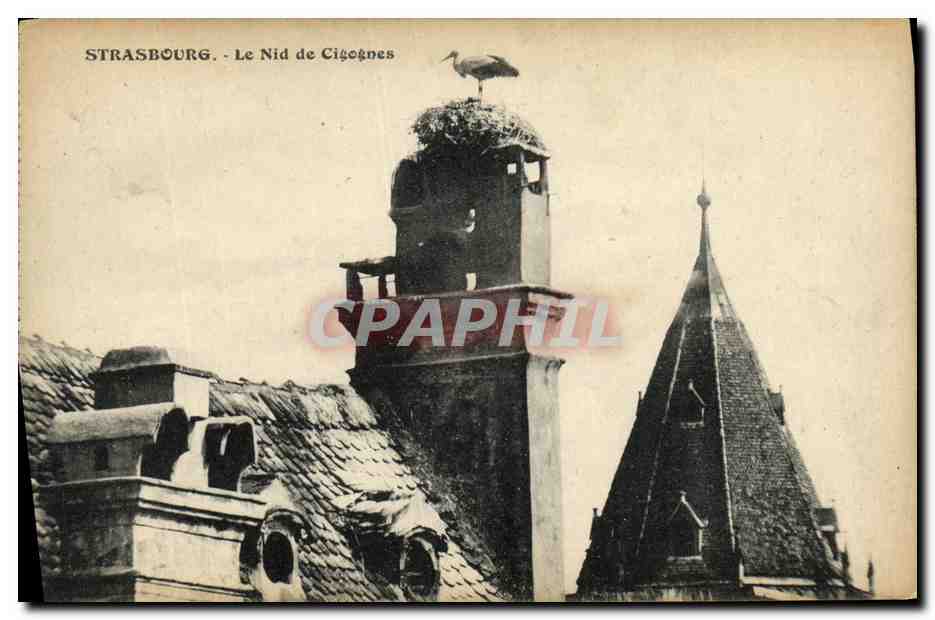CPA Cathedrale Le Nid de Cigognes