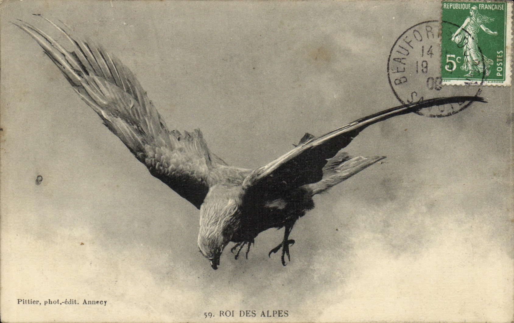 CPA Roi Des Alpes Aigle Rapace Oiseau 