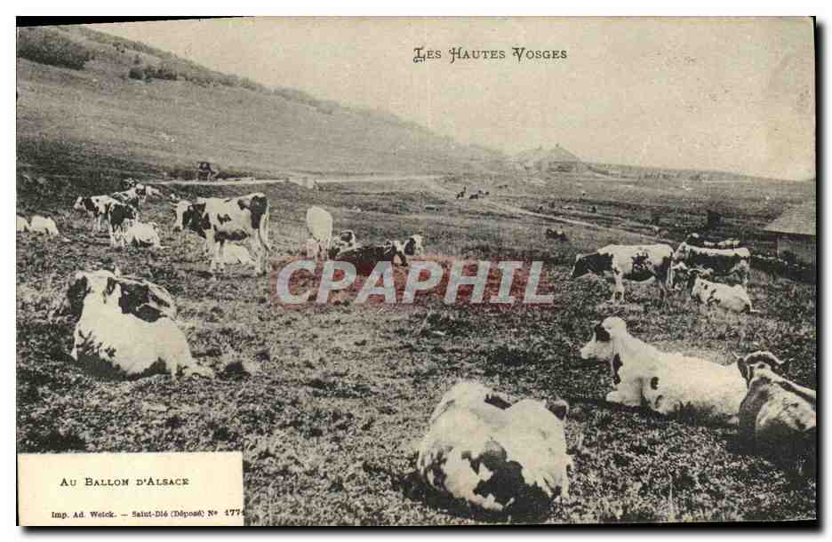 CPA Les Hautes Vosges Au ballon d Alsace Vaches 
