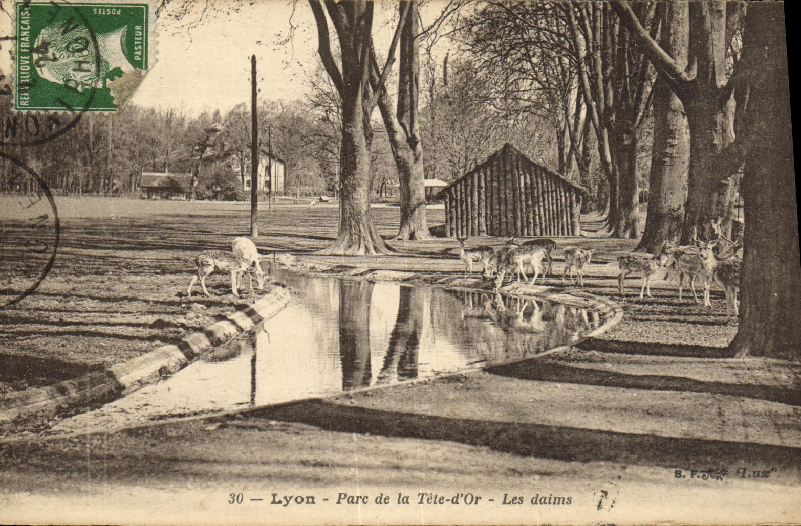 Lyon - Parc de la Tête-d'Or - Les daims