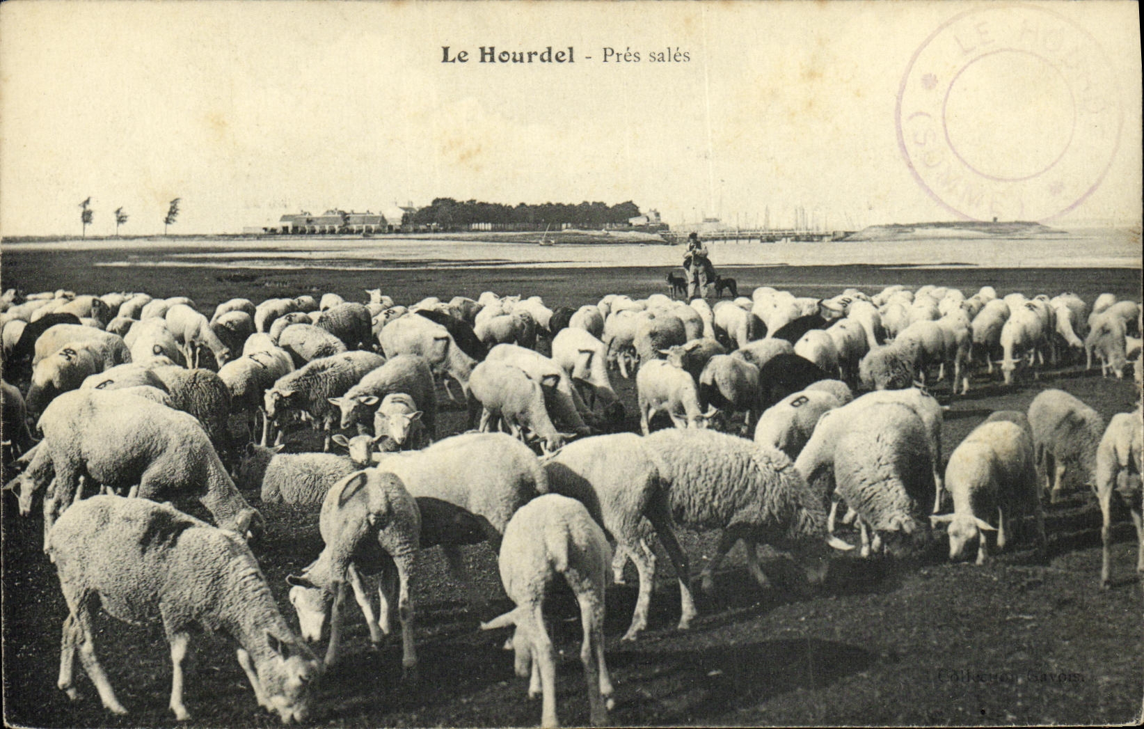 CPA Le Hourdel Pres Sales Berger Moutons 