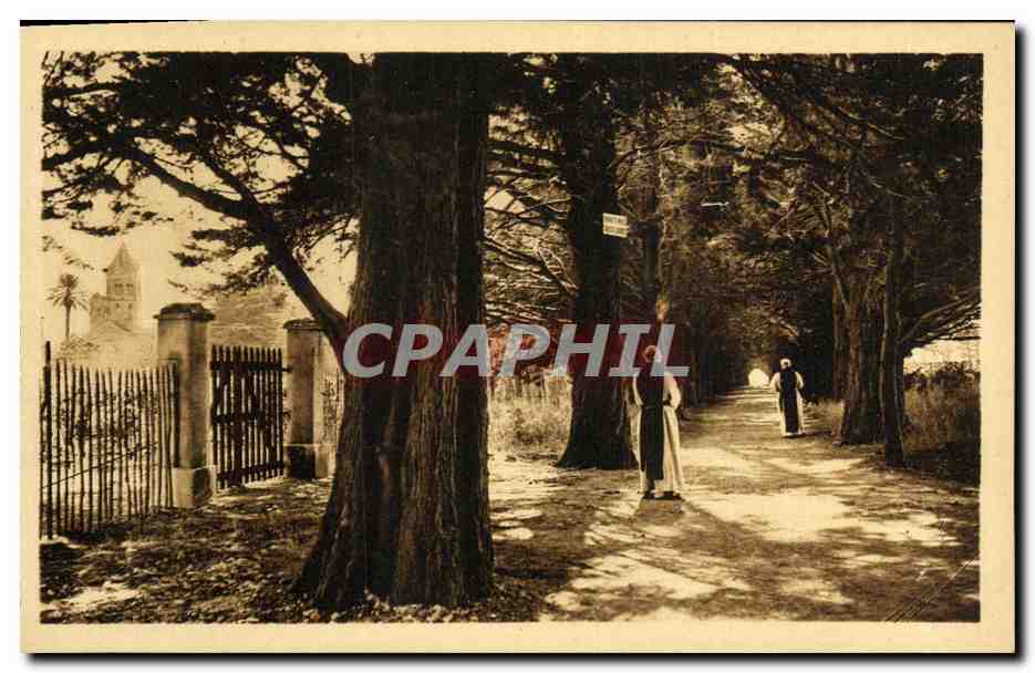 CPA Ile Saint Honorat Allee des cygnes conduisant au monastere