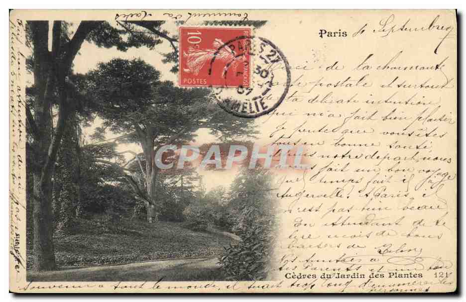 CPA Paris Cedres du Jardin des Plantes