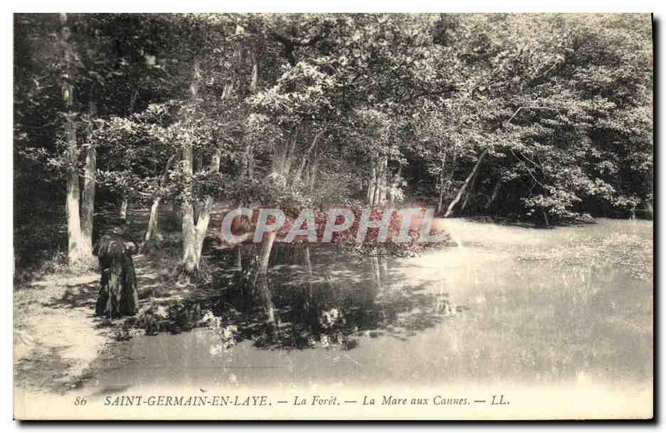 Saint-Germain-en-Laye — La Forêt — La Mare aux Cannes — LL. — n°86
