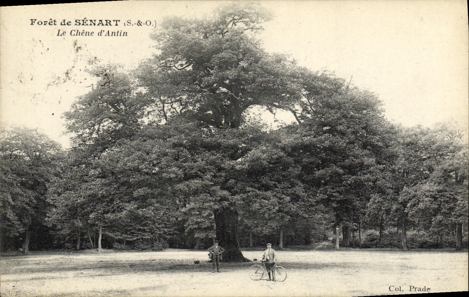 CPA Foret de Senart Le Chene d Antin Arbre