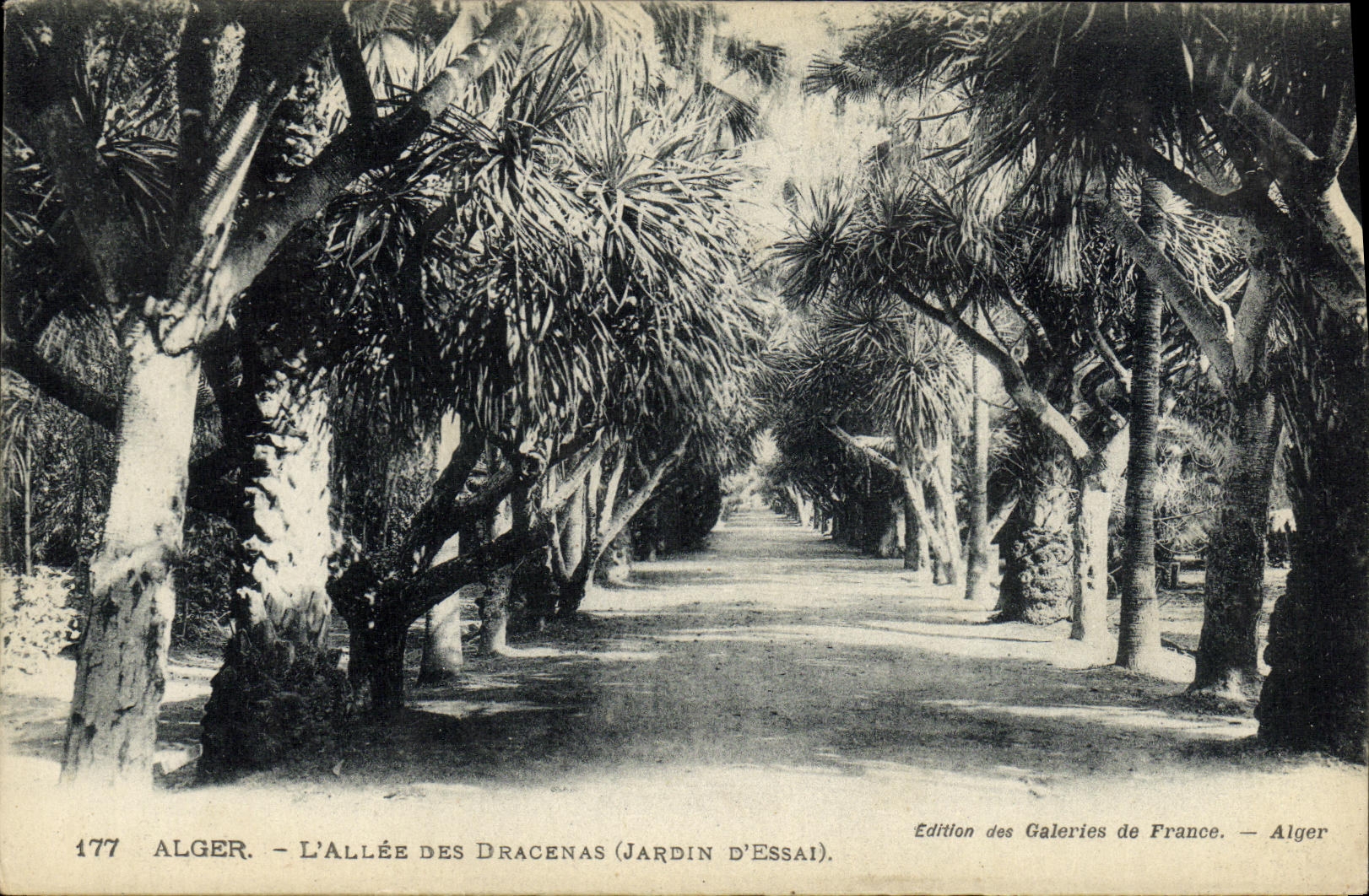 Alger - L'Allée des Dracenas (Jardin d'Essai) — Édition des Galeries de France — n° 177