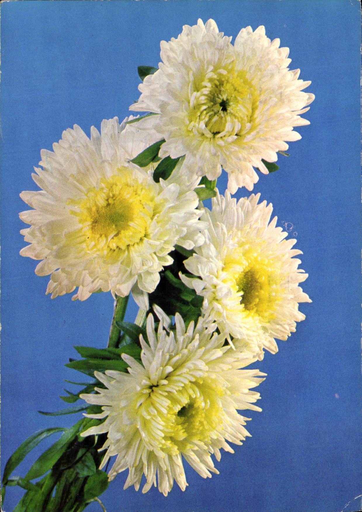 CPM Flowers