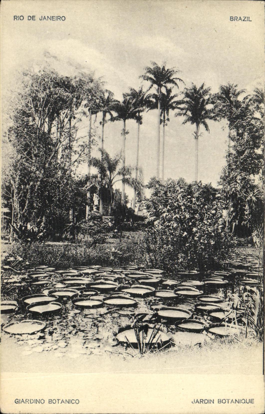 Jardin Botanique — Rio de Janeiro, Brésil — éditeur CPAPHIL