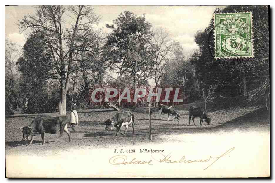 CPA L Automne Vaches Suisse