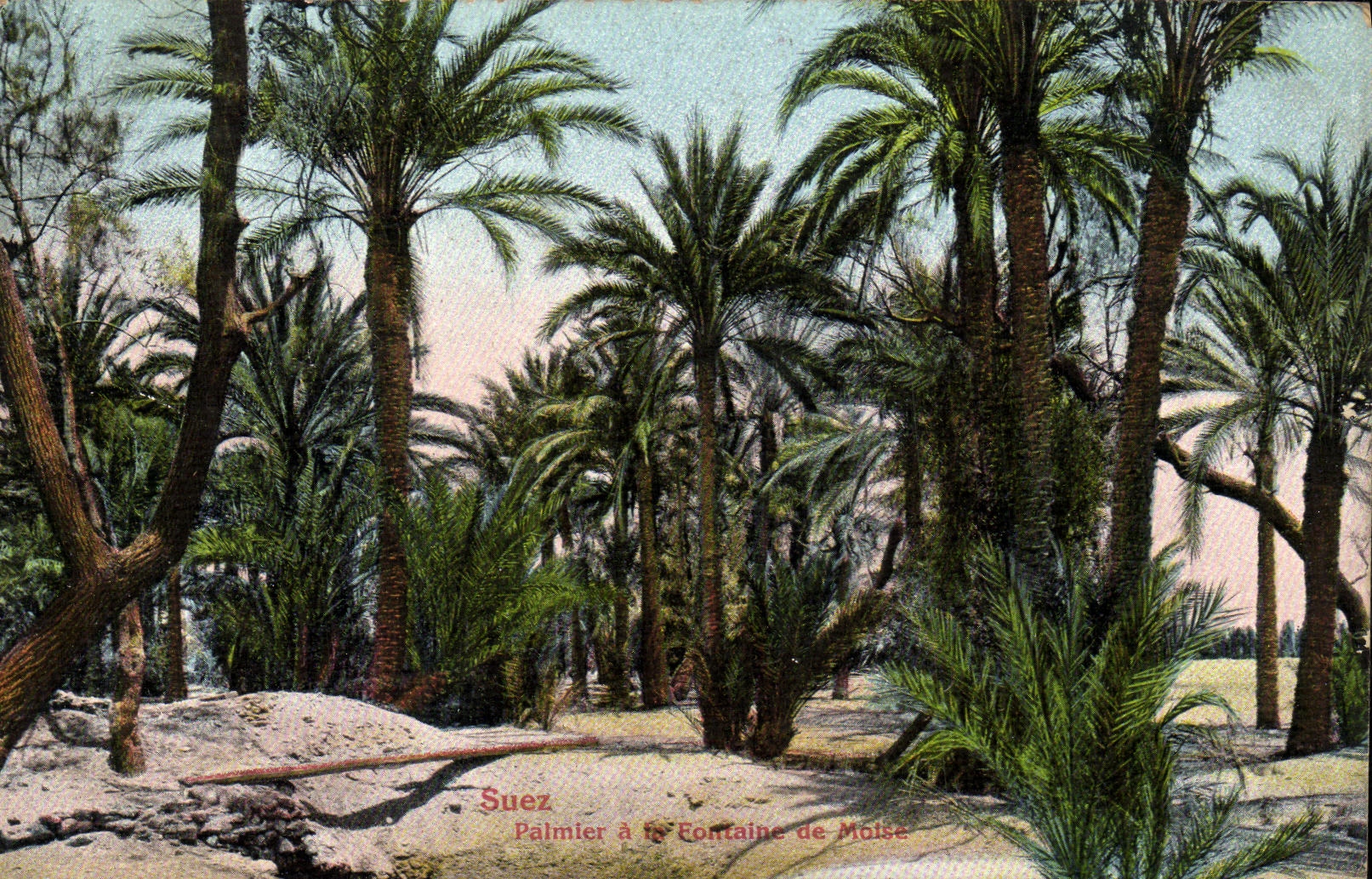 Suez — Palmier à la Fontaine de Moïse — Édition Epitainlos Frères