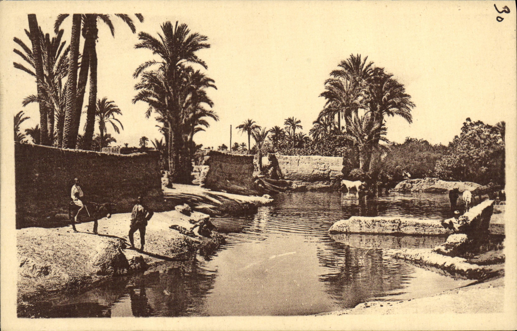CPA Marrakech Un Coin De La Palmeraie