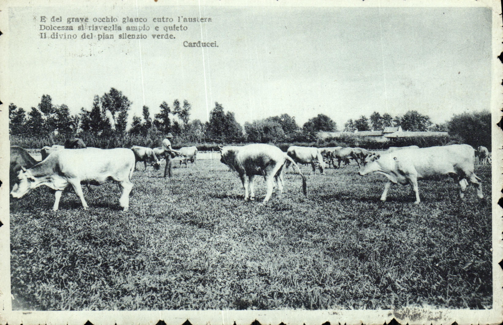 CPA Vaches Boeufs Italie 
