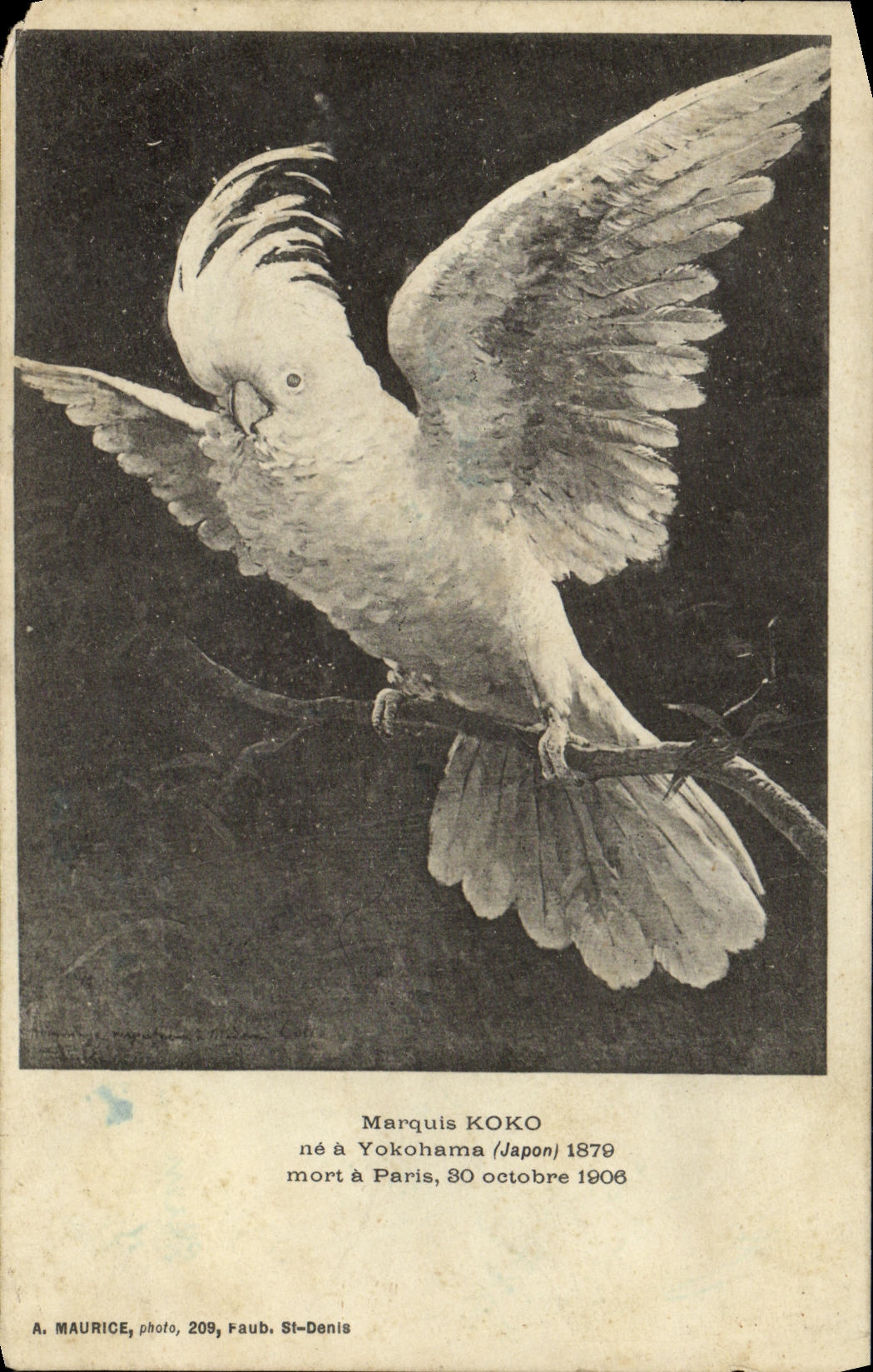 CPA Marquis Koko Yokohama Japon Nippon Perroquet