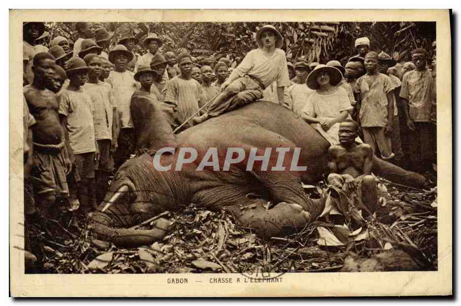 CPA Gabon Chasse a L Elephant Elephant 