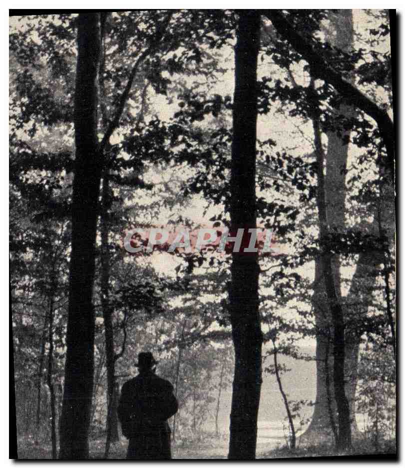 Image papier Foret et montagnes