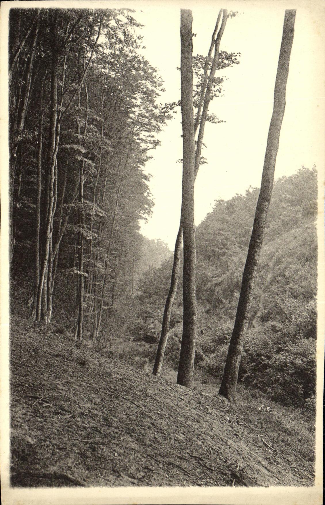 photo Foret