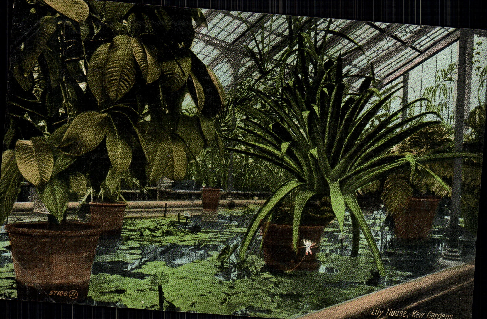CPA Lily gardens Kew gardens 