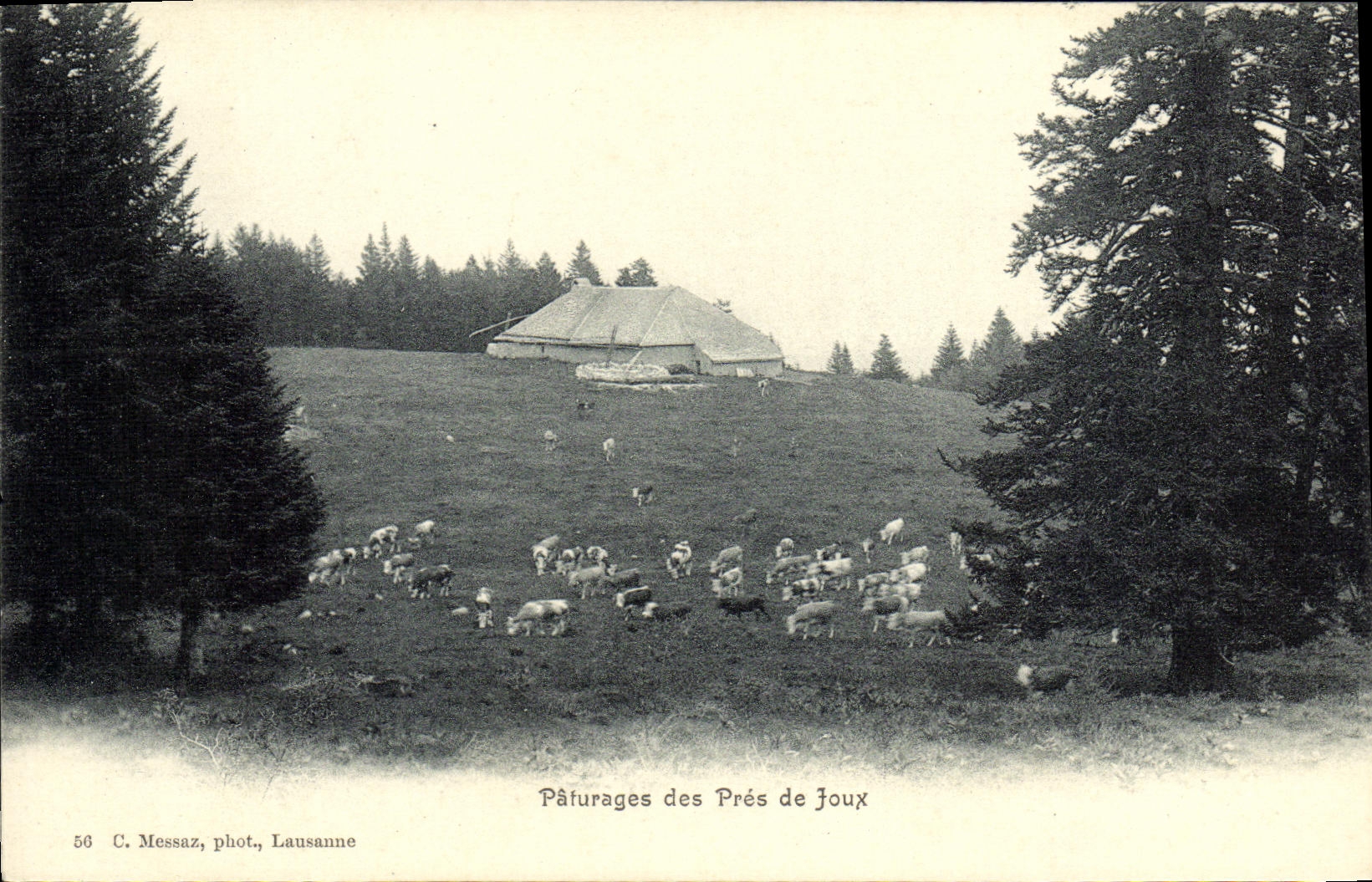 CPA Paturages des Pres de Joux Vaches Suisse