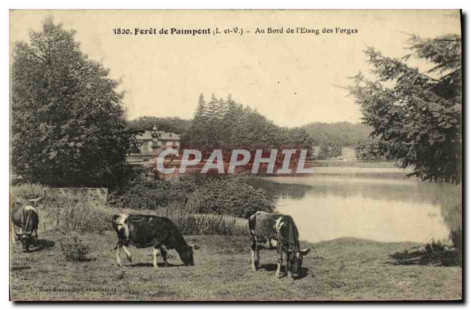 CPA Foret de Paimpont Au Bord de l Etang des Forges Vaches
