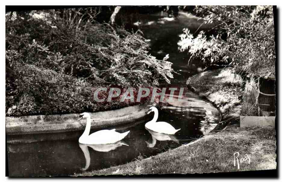 CPM Rennes Les Cygnes au Jardin des Plantes