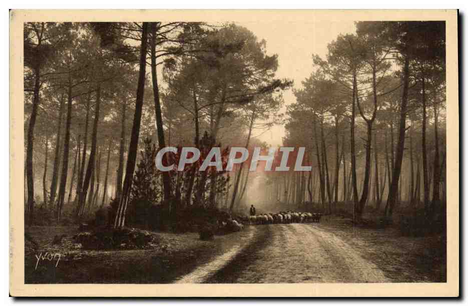 Les Landes de Gascogne — Matin clair en forêt — Édition d'Art YVON, Neully