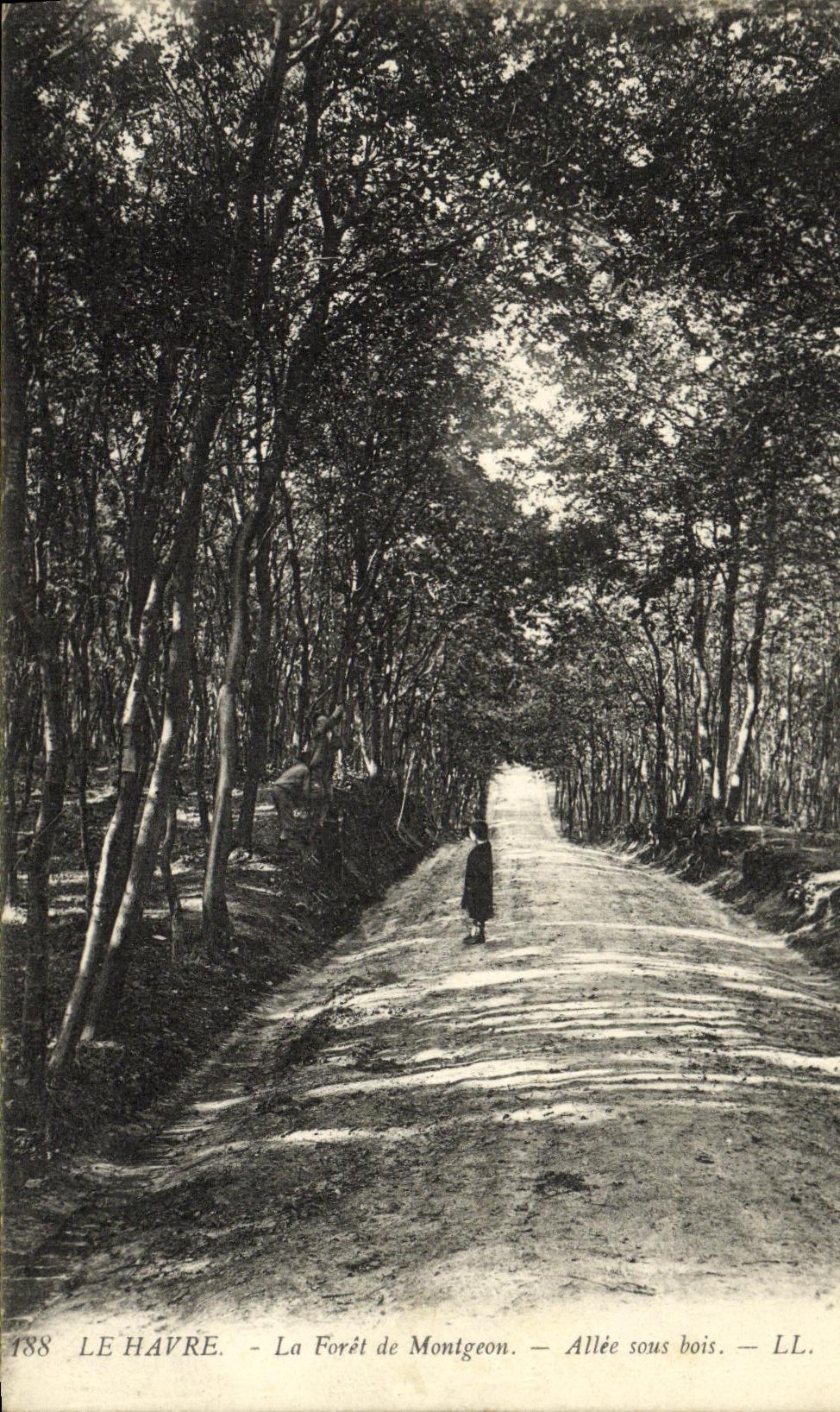 CPA Le Havre La Foret de Montgeon Allee sous bois 