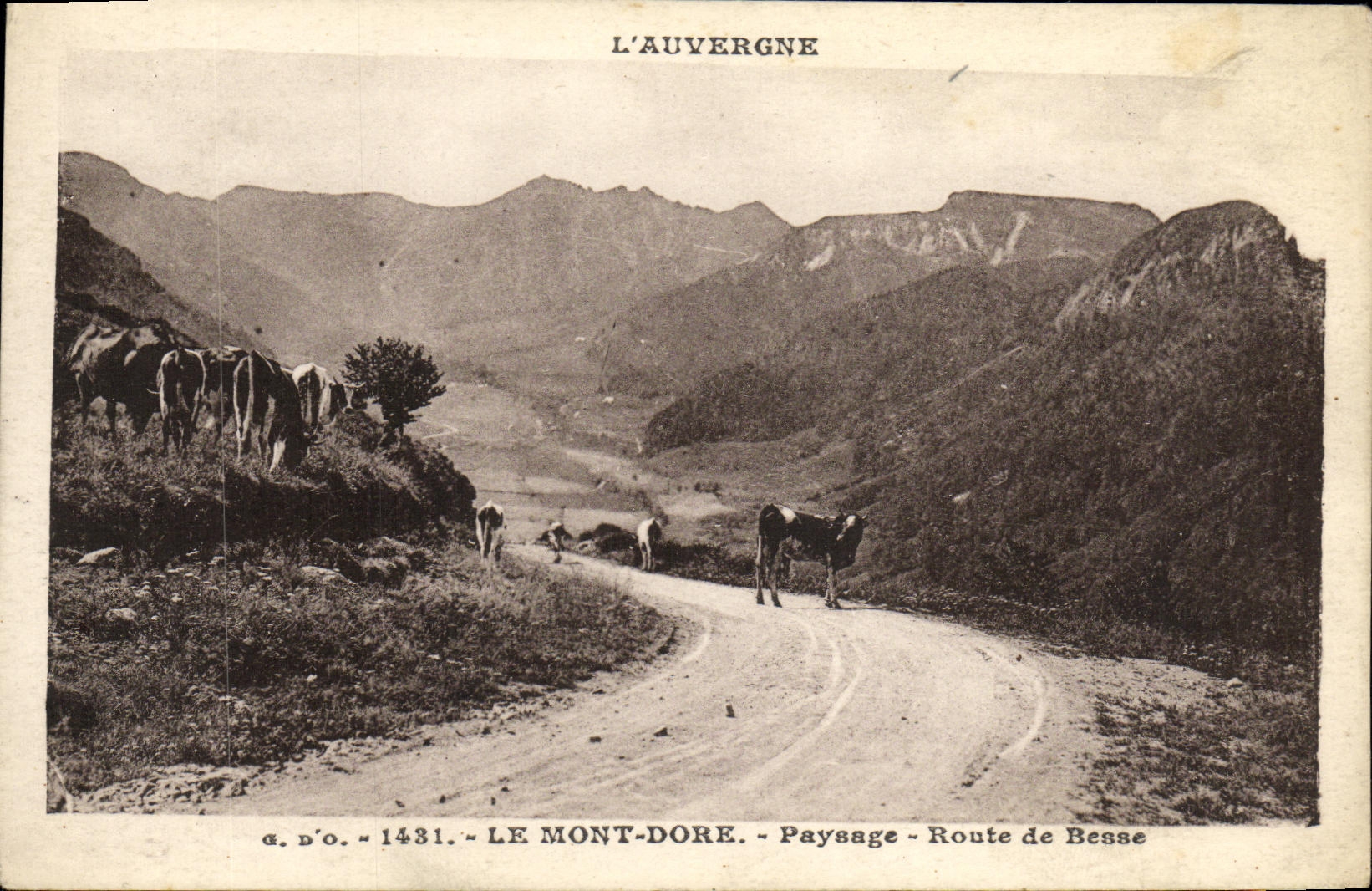 CPA Le Mont Dore Paysage Route de Besse Vaches