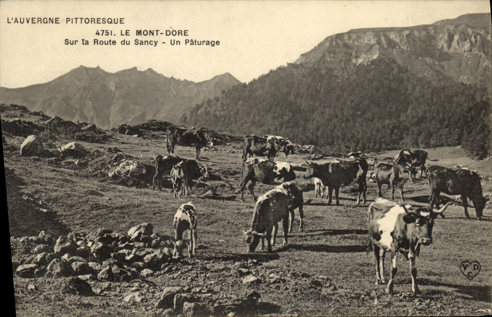 CPA Le Mont Dore Sur La Route du Sancy Un Paturage Vaches
