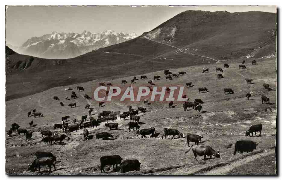 CPM Chemin s Martigny Alpage de la Pierre a Voir Vaches