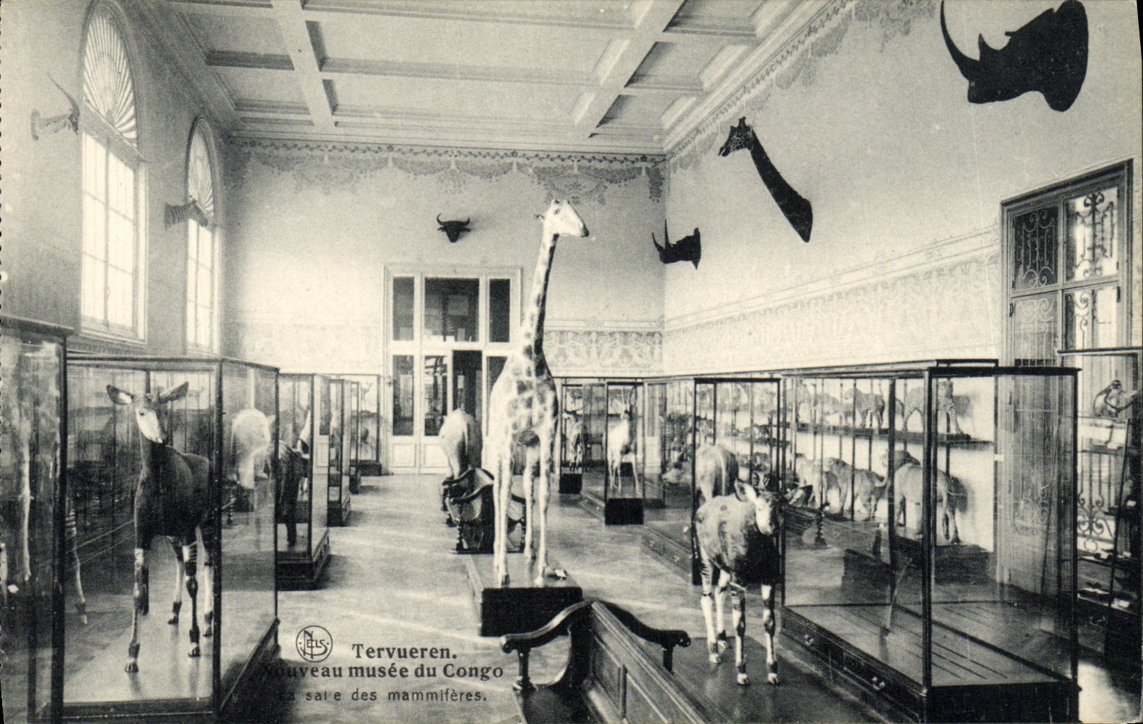 Salle des mammifères — Nouveau musée du Congo — Tervueren