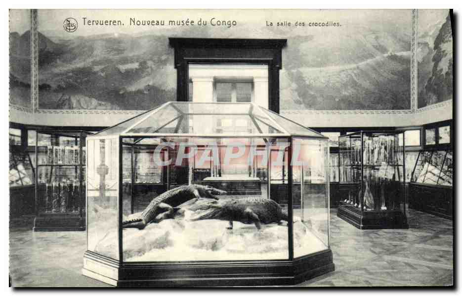 Tervueren, Nouveau musée du Congo — La salle des crocodiles — Édition NLS