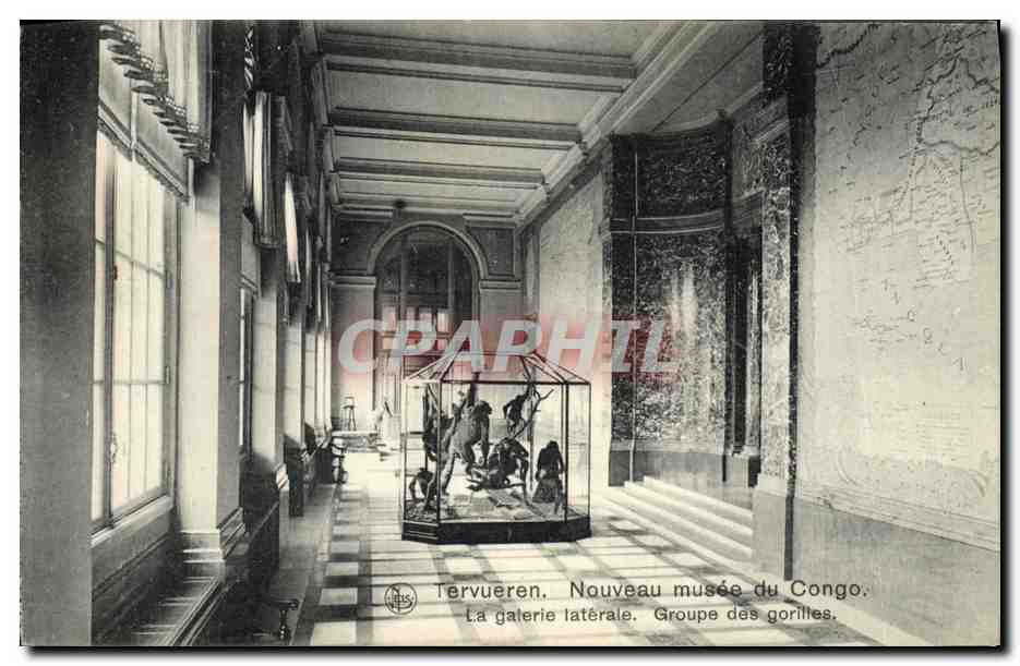 Tervueren, Nouveau musée du Congo — Galerie latérale, Groupe des gorilles — Édition Michiels-Lobillo, Tervueren