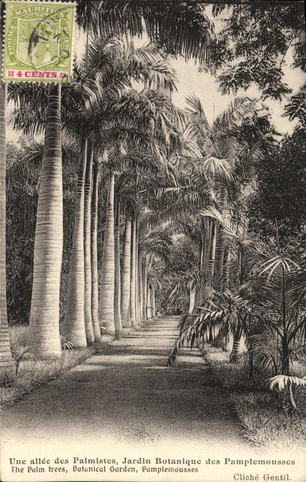 Allée des Palmistes — Jardin Botanique des Pamplemousses — Cliché Gentil