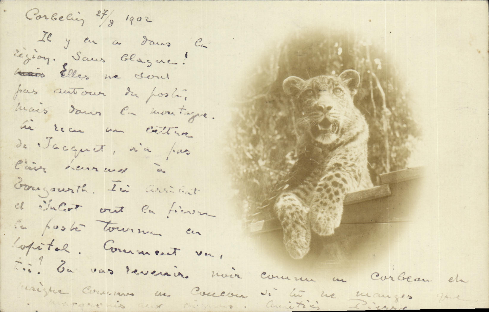 CARTE PHOTO Algerie Alger Guepard 