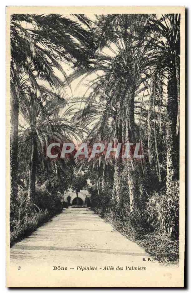 CPA Bone Pepiniere Allee des Palmiers