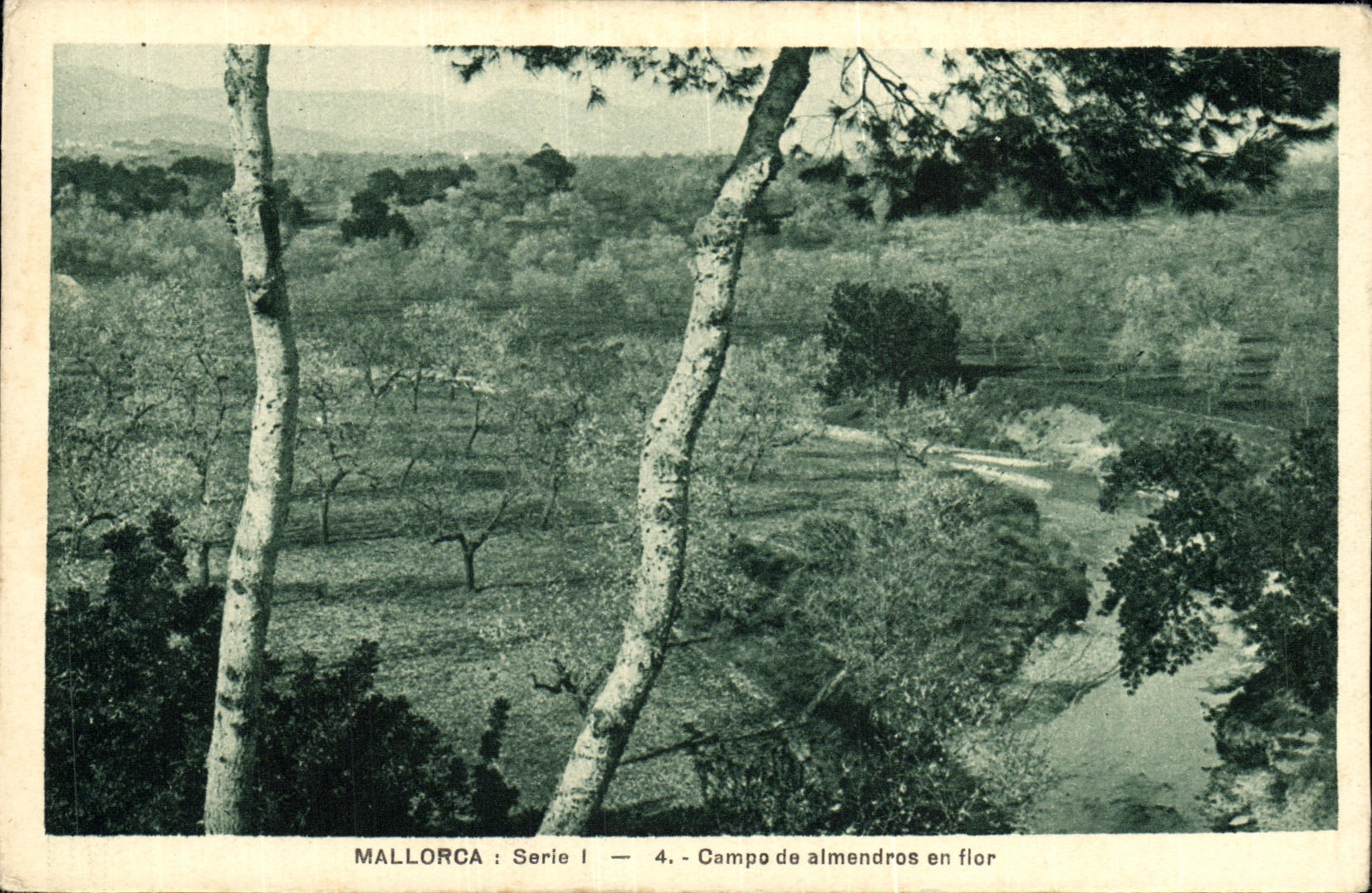 CPA Mallorca Campo de Almendros en flor