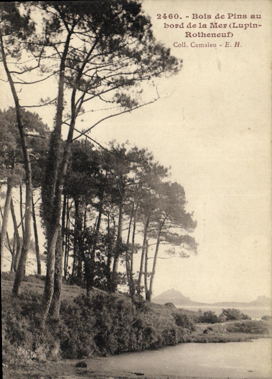 Bois de Pins au bord de la Mer (Lupin-Rotheneuf) — Collection Camaëue - E.H. n°2460