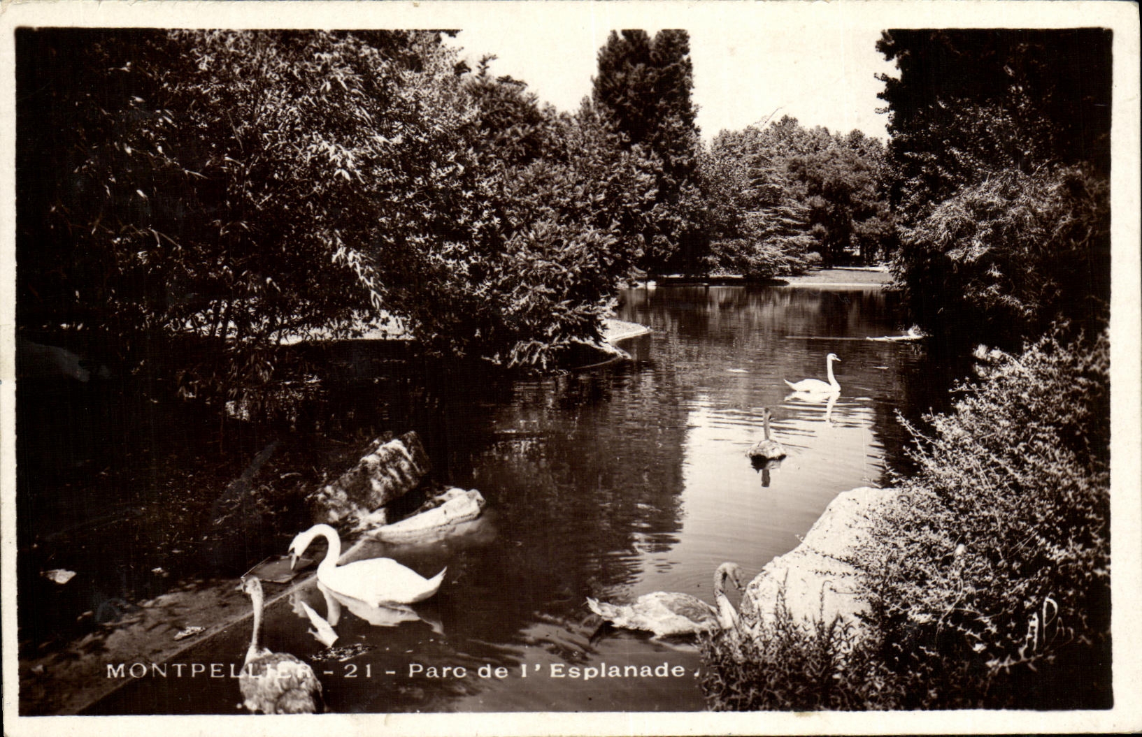 Montpellier - 21 - Parc de l'Esplanade — vue de cygnes dans un étang