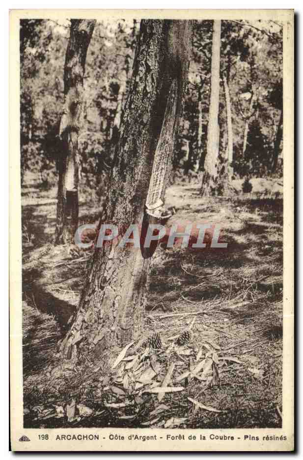 CPA Cote D Argent Arcachon Foret de la Coubre Pins Resines