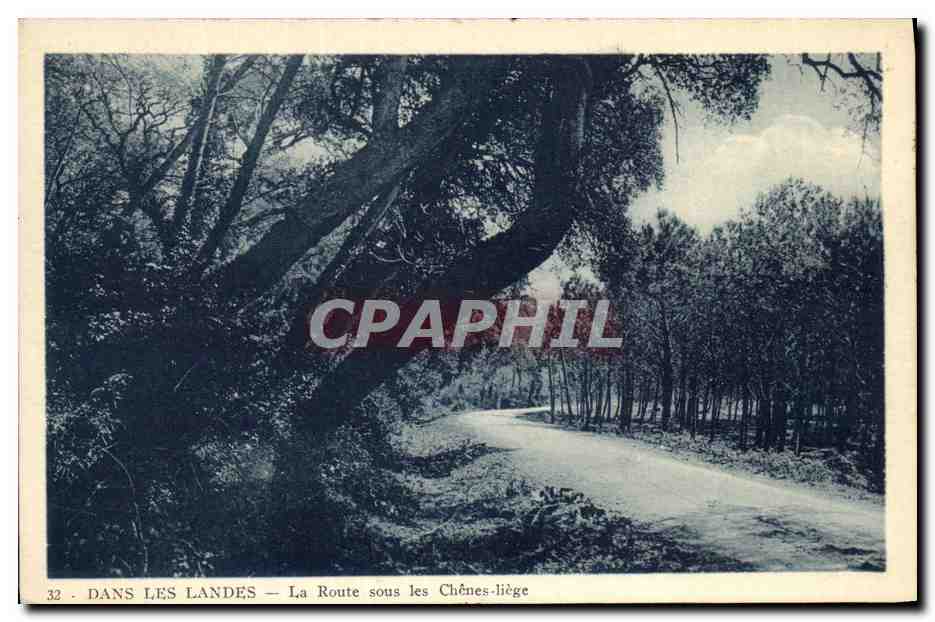 CPA Dans Les Landes La Route sous les Chenes liege