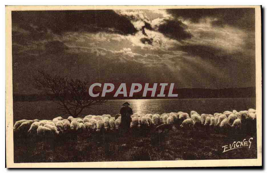CPA Paysages Landais Un Soir au Bord des Lacs Berger Moutons 